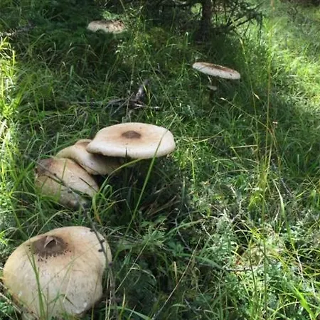 Apartment Sotcha 8c Scuol