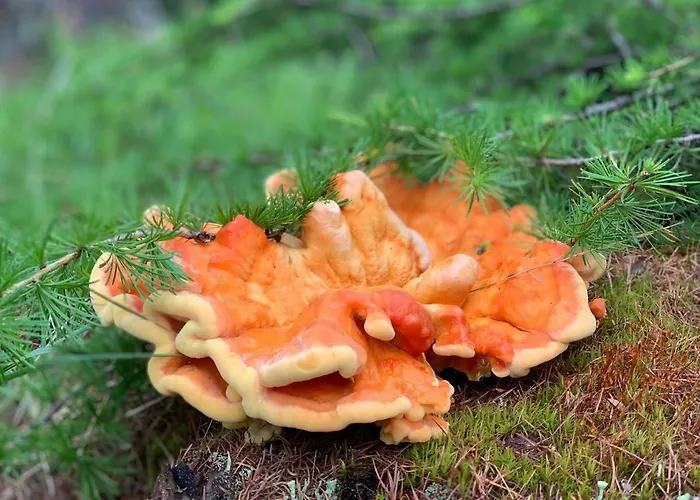 Apartamento Sotcha 8c Scuol