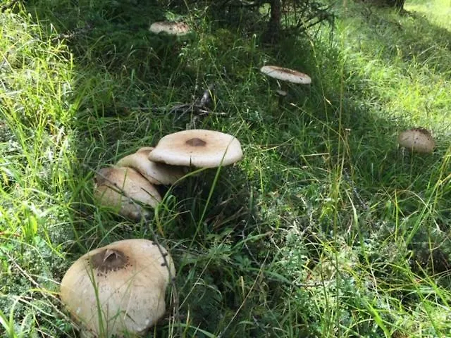 Daire Sotcha 8c Scuol